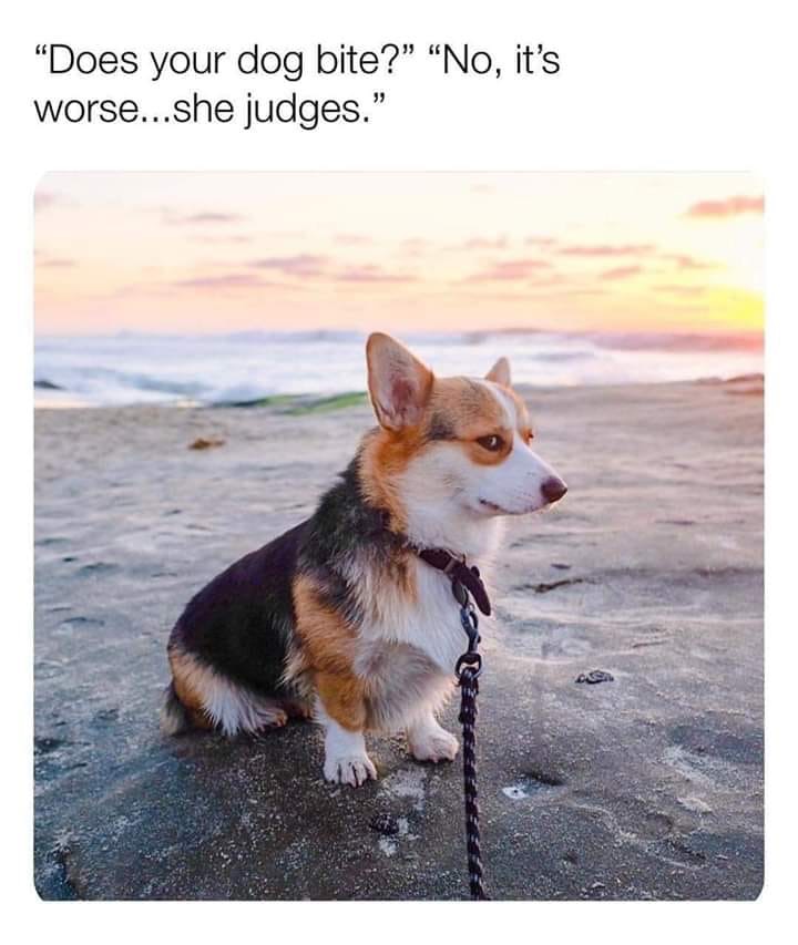 dog judges.JPG